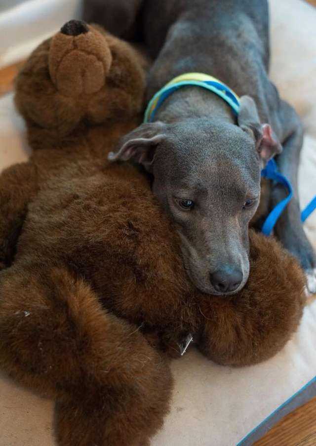 Cachorro abandonada junto com seu ursinho de pelúcia ganha um novo pai que nunca a abandonaria