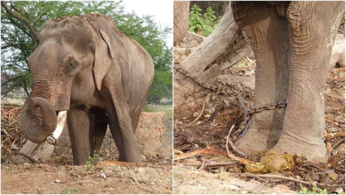 Apelidado de o elefante mais azarado do mundo, ele não conheceu nada além de uma vida de sofrimento por 50 anos