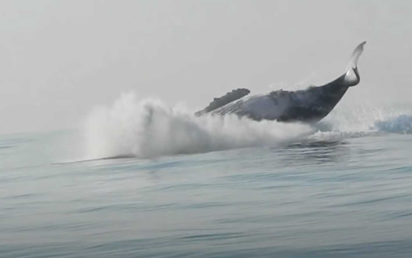 Baleia de 40 toneladas foi filmada pulando completamente para fora da água