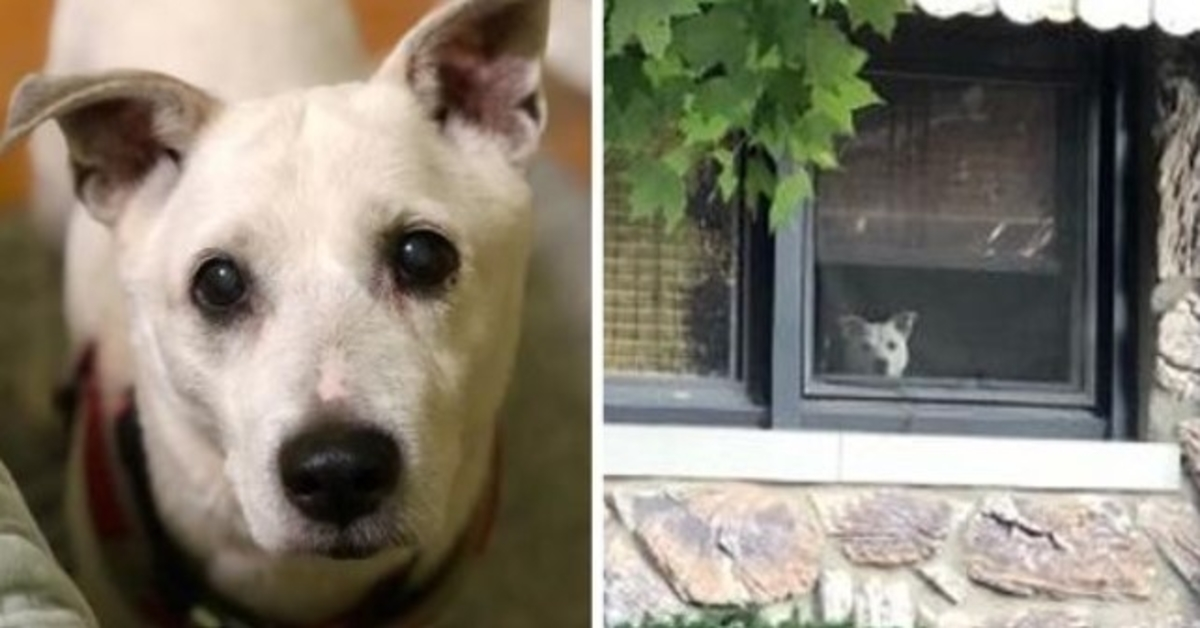 Cachorro morre depois de ficar sentado na janela por 11 anos esperando seu dono voltar para casa