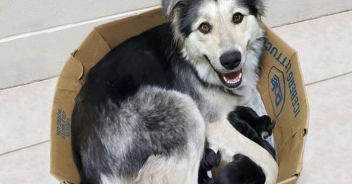 Mãe cachorra e seus 9 filhotes são encontrados abandonados e selados em uma caixa para que não possam escapar