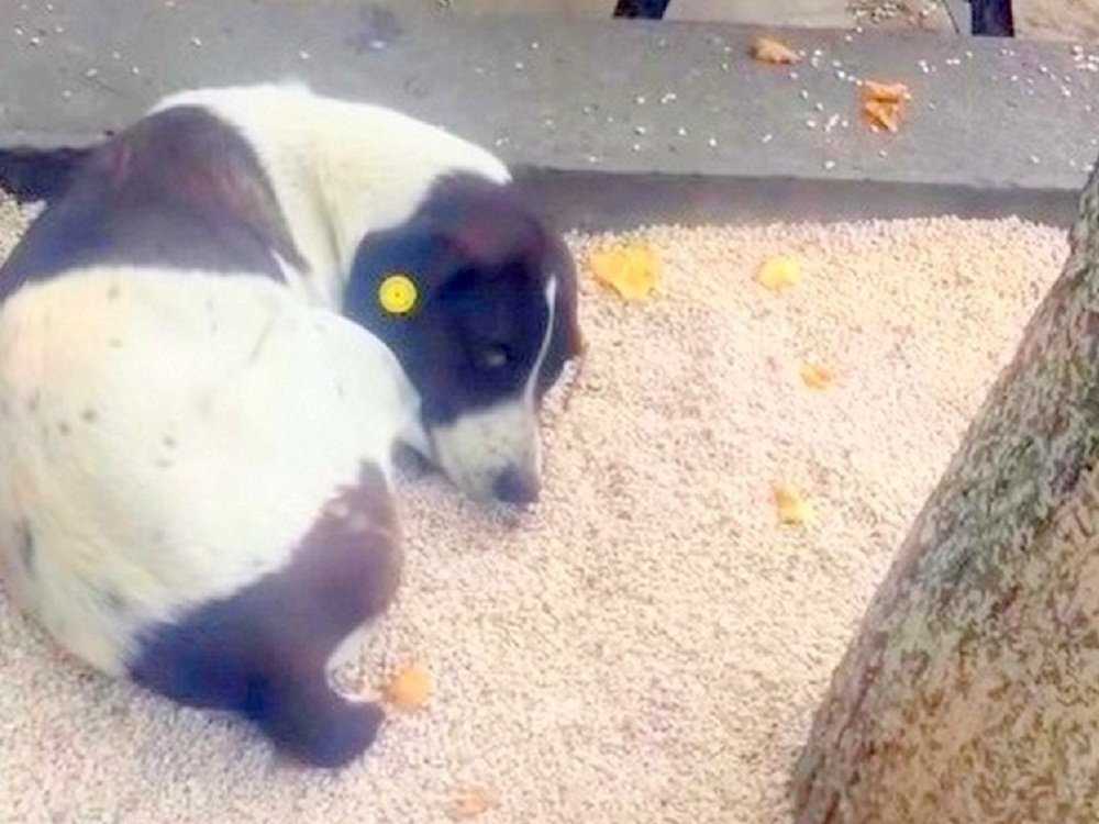 Pai encontra cachorro desaparecido nas ruas após 3 anos e teve o reencontro mais doce