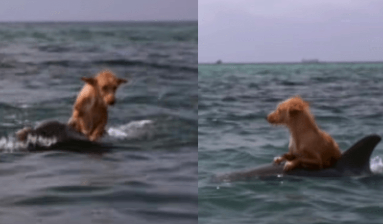 Cachorro cai em canal e luta pela vida até que um grupo de golfinhos o salva com um esforço incrível