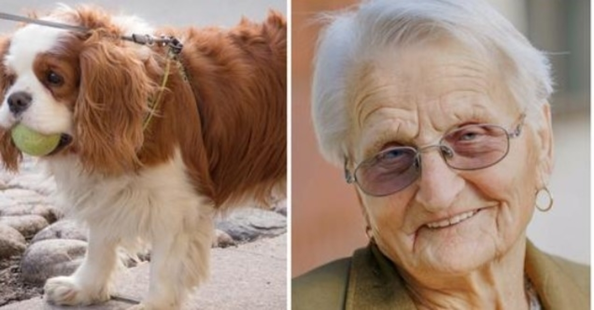 O minúsculo Spaniel de uma mulher de 93 anos está desaparecido há 2 dias, então ela chama a polícia em lágrimas