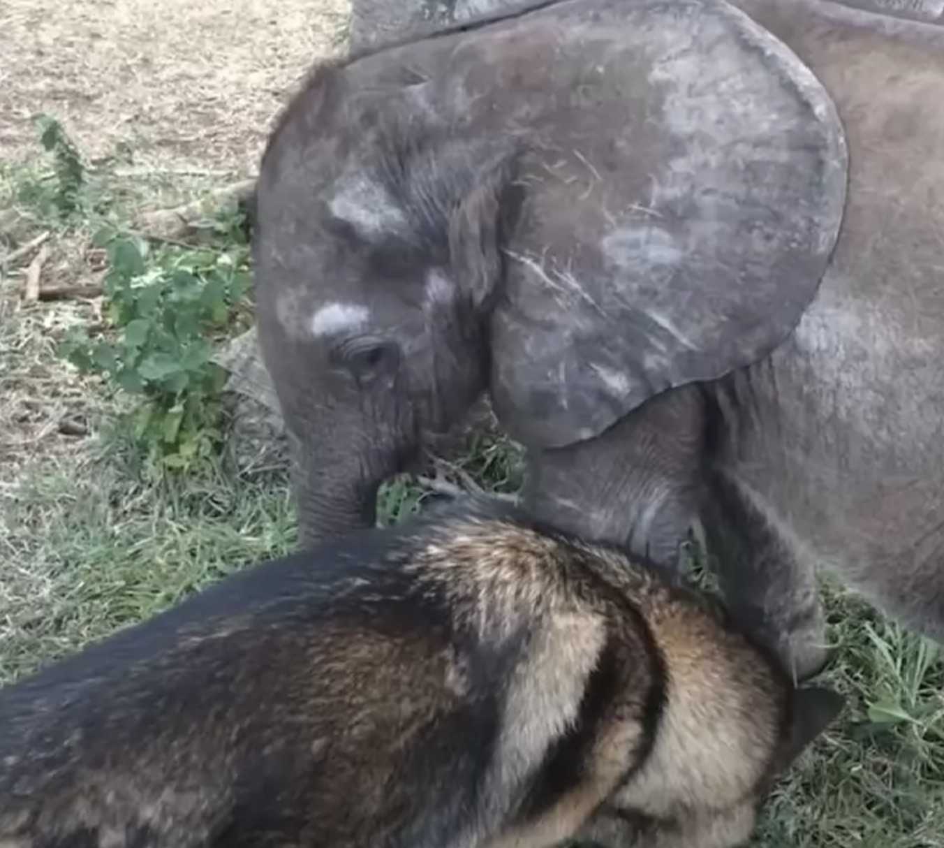 Elefante bebê abandonado é expulso do rebanho por causa de uma doença e encontra cachorro que muda tudo