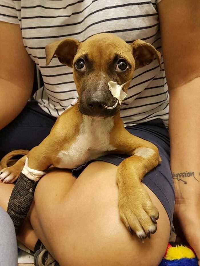 Garoto caminha 2 milhas sozinho para salvar um cachorro moribundo