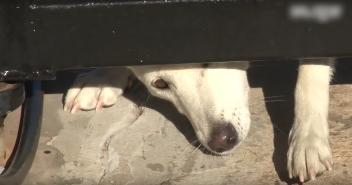 Cachorro mal-amado rasteja sob o portão pedindo um lar, mas a esposa não cede