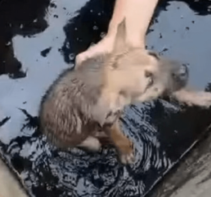 Dois meninos encontraram um cachorrinho: eles sabiam que não poderiam resgatá-lo sozinhos