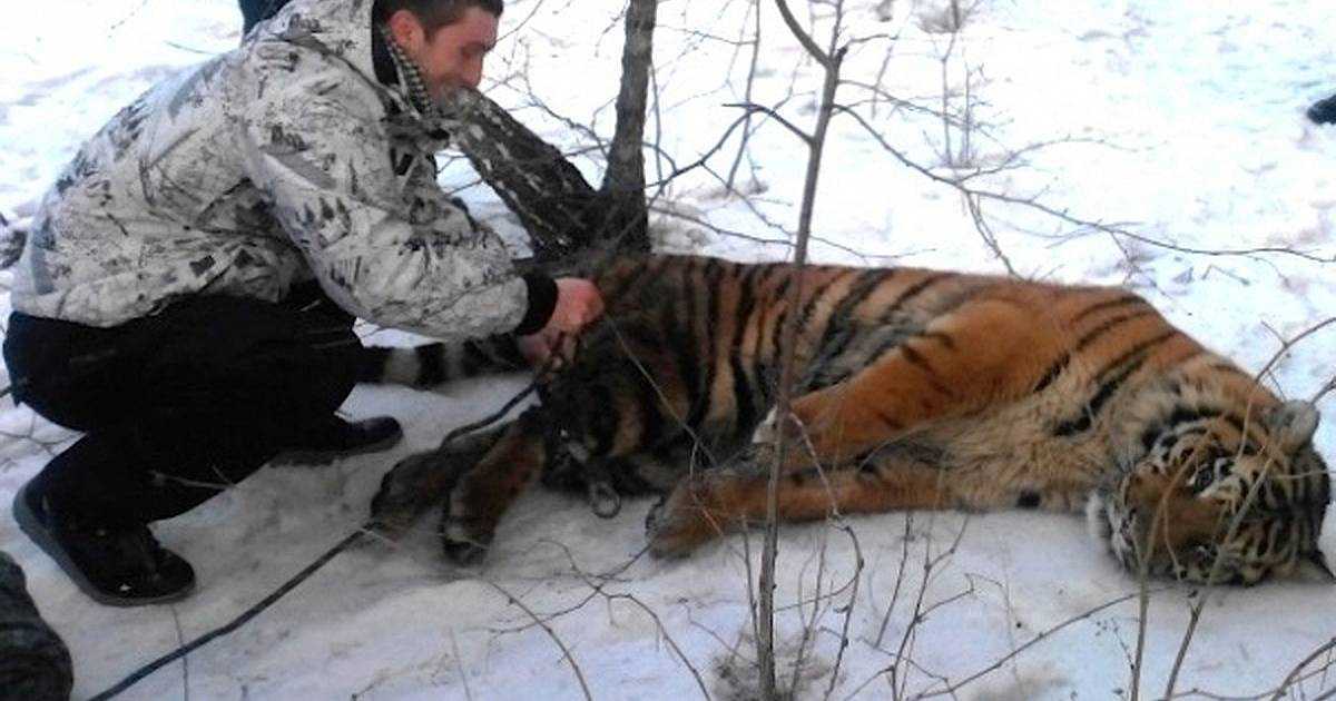 Tigrе sеlvаgеm vеiо реdir аjudа раrа tirаr а соrdа dо реsсоçо